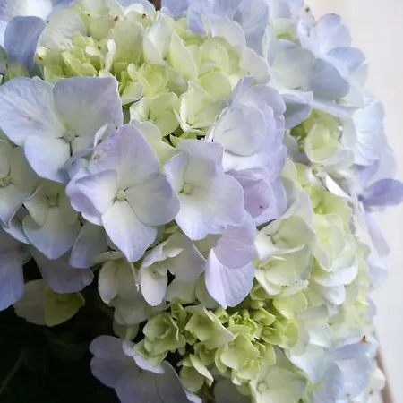 Dom wakacyjny O Ze Ja Dormiu Aqui