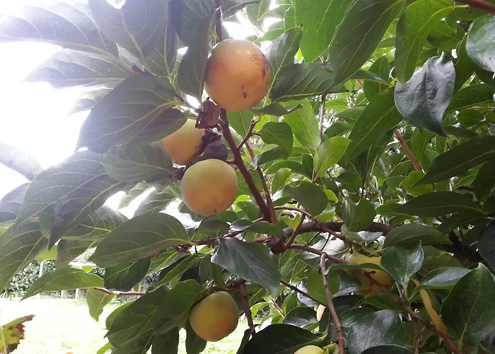 O Ze Ja Dormiu Aqui * Celeiros