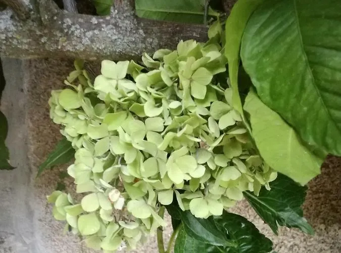 O Ze Ja Dormiu Aqui * Celeiros