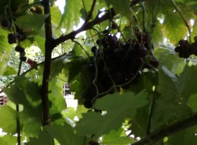 O Ze Ja Dormiu Aqui Celeiros