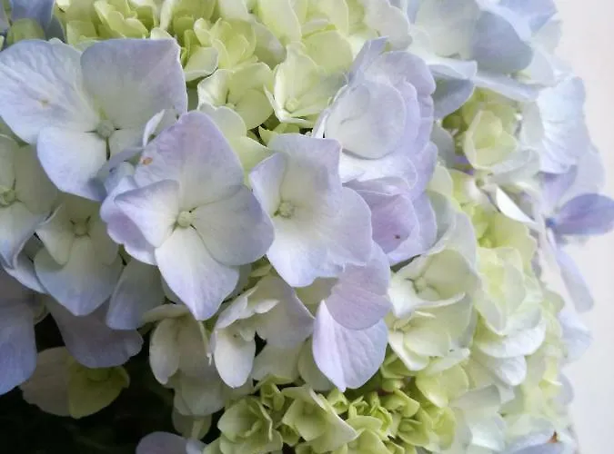 度假居 O Ze Ja Dormiu Aqui